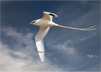 White-Tailed Tropicbird
