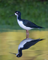 Black-Necked Stilt