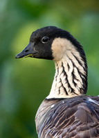 Nene