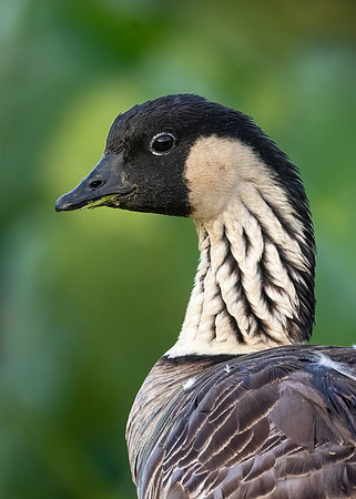 Nene