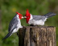 Red Crested Cardinals Kissing