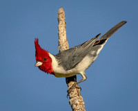 Red Crested Cardinal