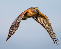 Red-Shouldered Hawk
